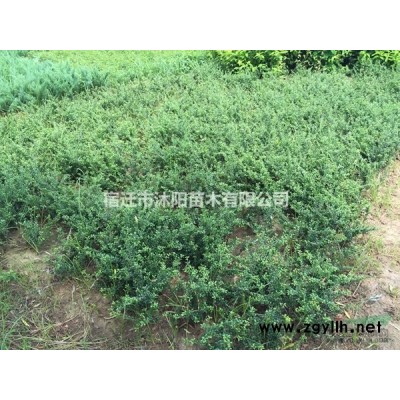 淡竹價(jià)格_淡竹圖片_淡竹產(chǎn)地綠化苗木苗圃基地