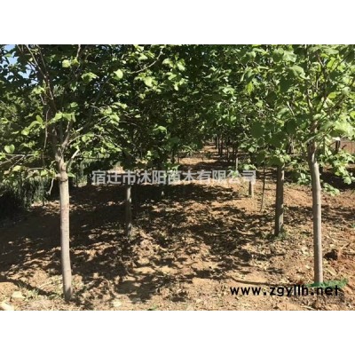 水生鳶尾價(jià)格_水生鳶尾圖片_水生鳶尾產(chǎn)地綠化苗木苗圃基地