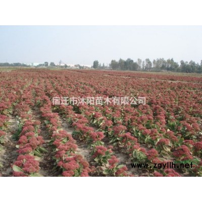 水蠟燭價格_水蠟燭圖片_水蠟燭產地綠化苗木苗圃基地