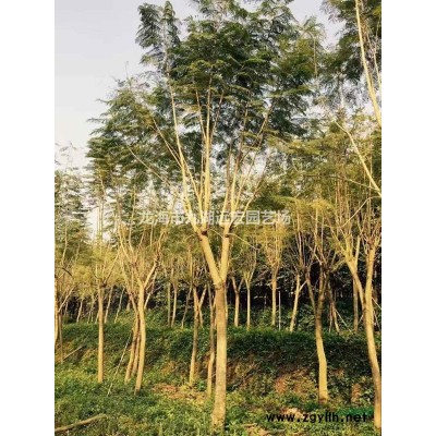 福建紅花三角梅報價，紫花三角梅報價，農(nóng)戶基地直銷，質(zhì)量保證