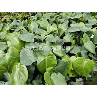 優質特價福建星點變異木產地直銷