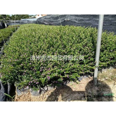 2021年漳州胡椒木批發/供應 價格實惠 特價胡椒木出售