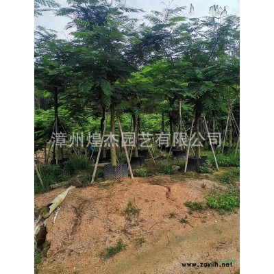 2021年福建非洲茉莉球價格/報價  咨詢漳州煌杰園藝