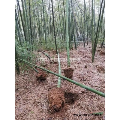 粉黛亂子草基地，批發(fā)，大量供應