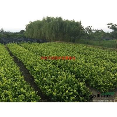 榆葉梅價格多少錢一棵？