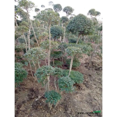 江蘇沭陽銀杏2供應/銀杏2圖片