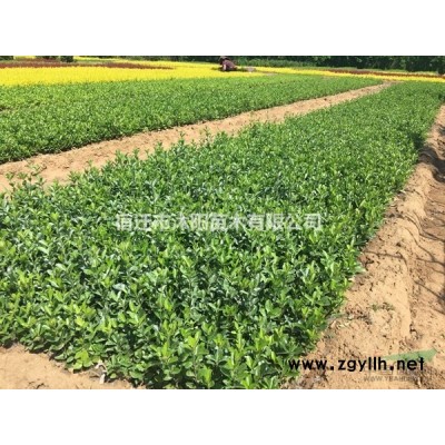 冬青球價格_冬青球圖片_冬青球產地_冬青球綠化苗木苗圃基地