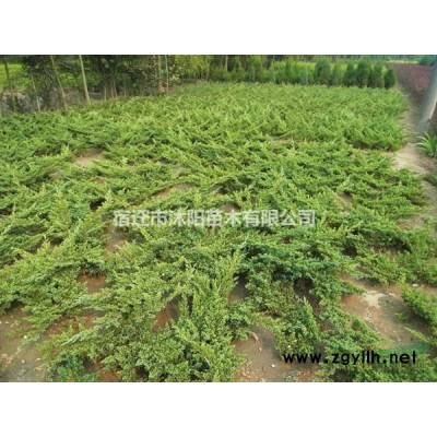 四季桂花圖片-四季桂花價格-綠化苗木苗圃基地直銷