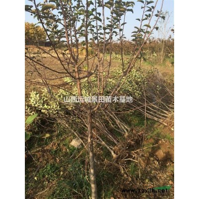 哪里有山桃？山桃園林用途？山桃?guī)自路蓍_花？