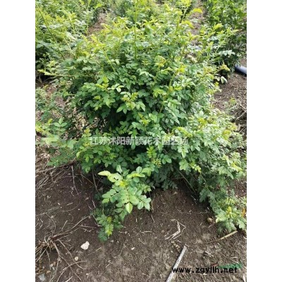 黃玉蘭價格_黃玉蘭產地_黃玉蘭綠化苗木苗圃基地