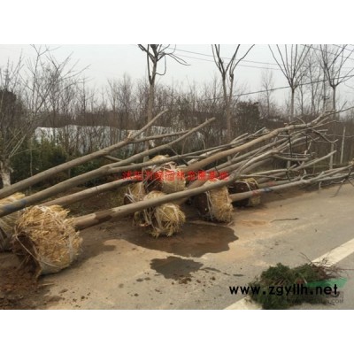 「塔柏」苗圃塔柏_價格_圖片