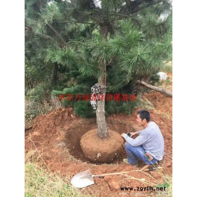 「小葉黃楊球」苗圃小葉黃楊球_價格_圖片