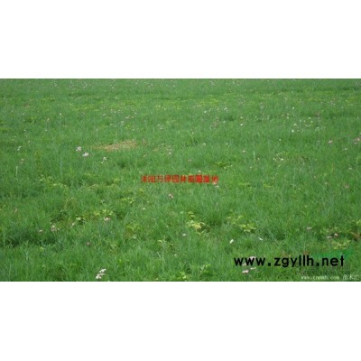 萬綠園林紅葉碧桃價格_紅葉碧桃產地_紅葉碧桃綠化苗木苗圃基地