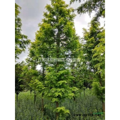 大葉女貞基地 大葉女貞小苗 高桿女貞圖片 高桿女貞價格