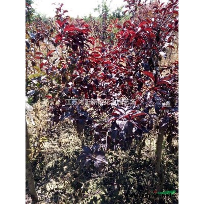 沭陽落羽杉基地 銷售池杉小苗 中山杉價格圖片