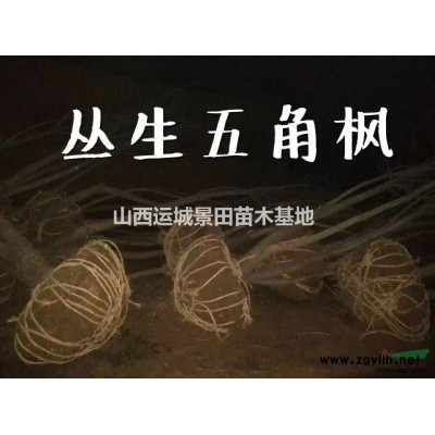 絳縣15公分國槐·絳縣18公分國槐·絳縣20公分國槐基地價格