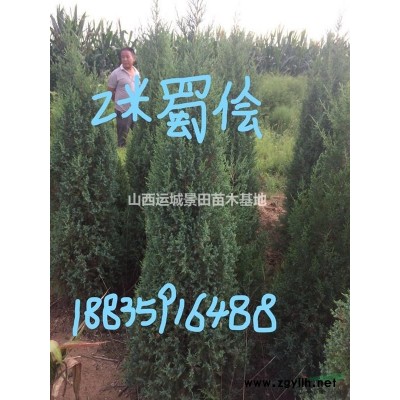 梅花樹產地在哪里？山西紅梅樹種植基地詳情