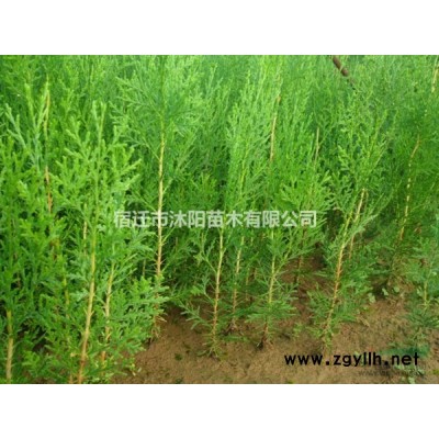 夏鵑價格_夏鵑圖片_夏鵑產地_夏鵑綠化苗木苗圃基地