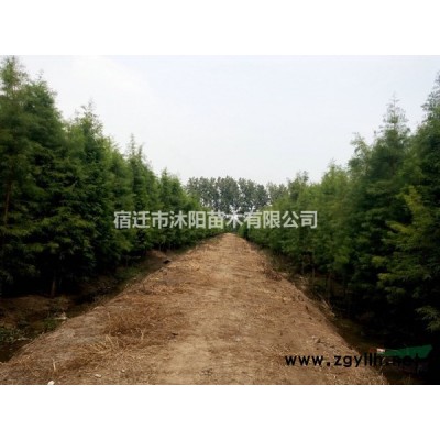 山桃樹圖片-山桃樹價格-綠化苗木苗圃基地直銷