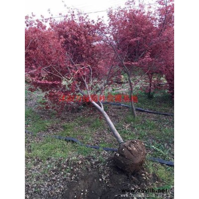 萬八月桂價格_八月桂圖片_八月桂產地_八月桂綠化苗木苗圃基地