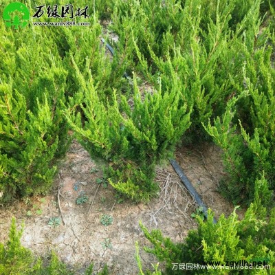 萬綠園林紅玉蘭價格_紅玉蘭產地_紅玉蘭綠化苗木苗圃基地