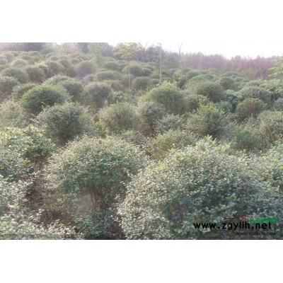 安徽紫薇6*新報價/紫薇6圖片