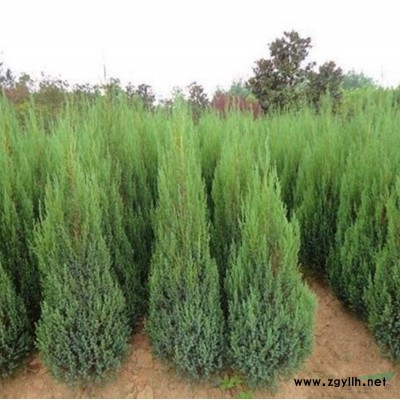 萬綠園早熟禾草坪價格_早熟禾草坪產地_早熟禾草坪草皮苗圃基地