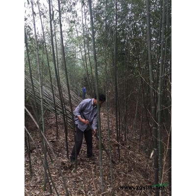 萬綠園林楸樹價格_楸樹圖片_楸樹產地_楸樹綠化苗木苗圃基地