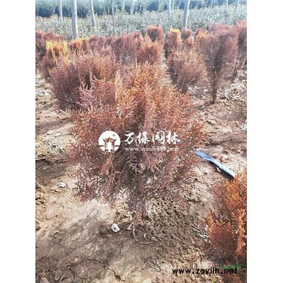 萬綠園林棣棠價格_棣棠圖片_棣棠產(chǎn)地_棣棠綠化苗木苗圃基地