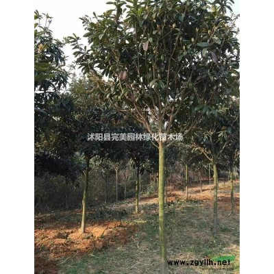 供應(yīng)火炬_火炬樹