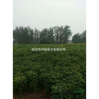 紅葉小波價格_紅葉小波產地_紅葉小波綠化苗木苗圃基地