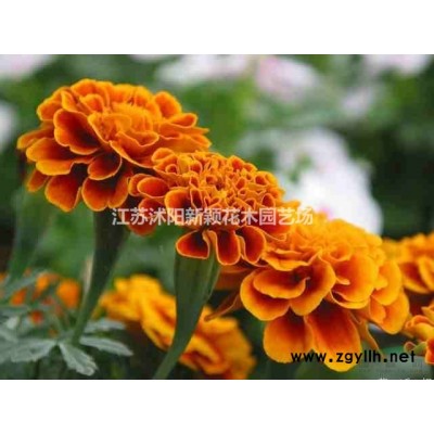 紫葉矮櫻 江蘇紫葉矮櫻價格產地  苗圃基地