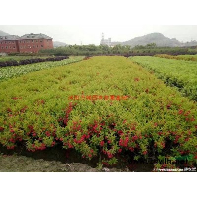 「紅梅」苗圃紅梅_價格_圖片