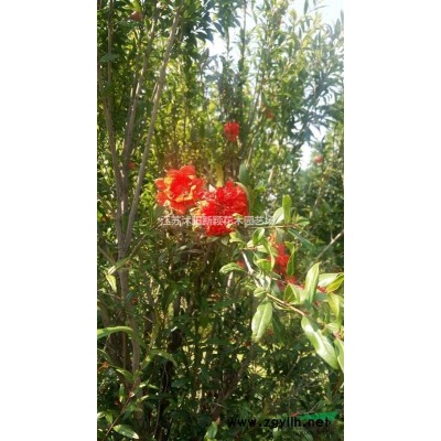 杏樹價格_杏樹圖片_杏樹產地_杏樹綠化苗木苗圃基地