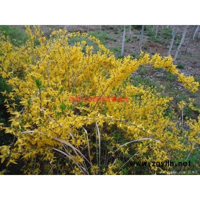 萬綠園林紅花木槿價格_紅花木槿產(chǎn)地_紅花木槿綠化苗木苗圃基地