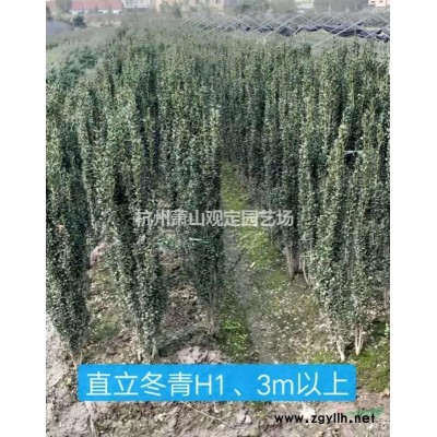 無刺構(gòu)骨球p1m。p1.20m冠