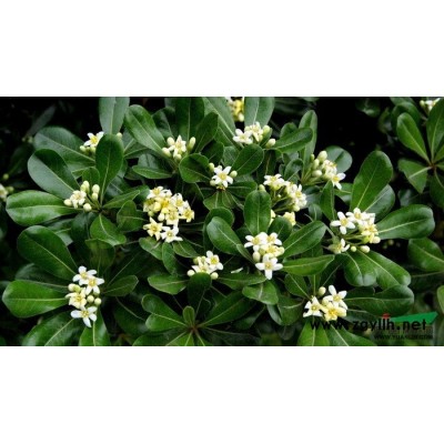 供應豐花月季_豐花月季價格_豐花月季圖片