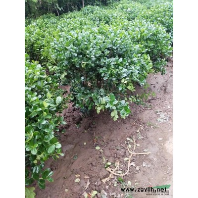 供應木瓜海棠_木瓜苗木