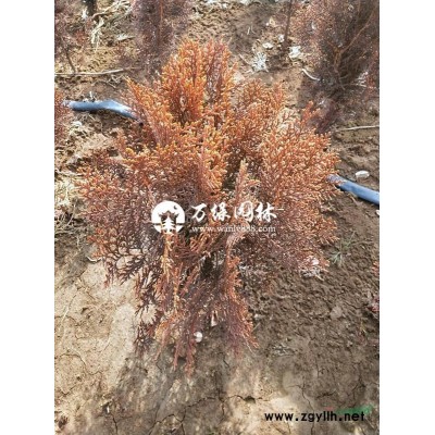 萬綠園林紫鵑價格_紫鵑圖片_紫鵑產地_紫鵑綠化苗木苗圃基地