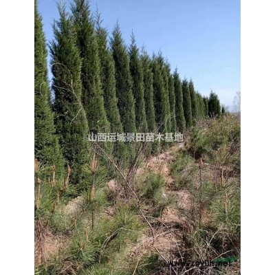 粗度8公分核桃樹·裸根截桿高度150公分占地核桃樹報價30元