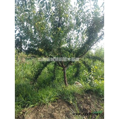 哪有淘汰的核桃樹？淘汰核桃樹哪里多？山西運(yùn)城淘汰核桃樹