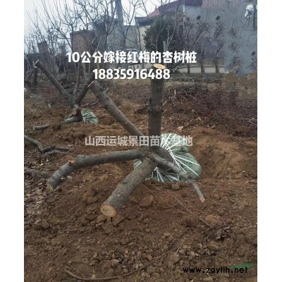 哪有甜柿子樹？甜柿子樹10-15公分陽豐脆甜柿子樹基地價格