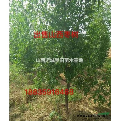 山西10公分紅梅價格-運城12公分紅梅樹基地報價