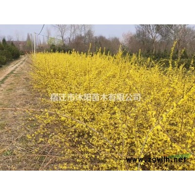 辛夷價格_辛夷圖片_辛夷產地_辛夷綠化苗木苗圃基地