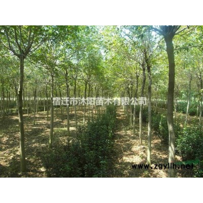 楊樹價格_楊樹基地_楊樹產地_楊樹綠化苗木苗圃基地