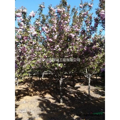 美國紅楓（秋火焰）（精品美國紅楓）