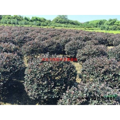 萬紫葉李價格_紫葉李圖片_紫葉李產地_紫葉李綠化苗木苗圃基地