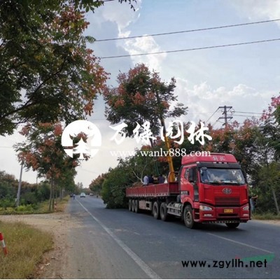 萬綠園林紫葉小波價格_紫葉小波產地_紫葉小波綠化苗木苗圃基地