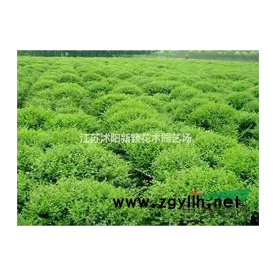 大量供應紅葉碧桃，紅葉桃，紅葉桃小苗，紅葉碧桃基地