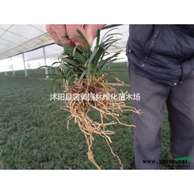 供應紫穗槐_紫穗槐小苗_紫穗槐基地